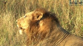 Powerful Roar of 3 Male Lions