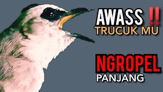 Download lagu Trucukan gacor NARUNG NGALAS NGROPEL PANJANG MENJADIKAN TRUCUK APAPUN NYAUT  NGALAS NGROPEL