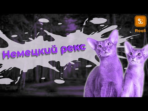 Порода кошек немецкий рекс: Отличительные особенности