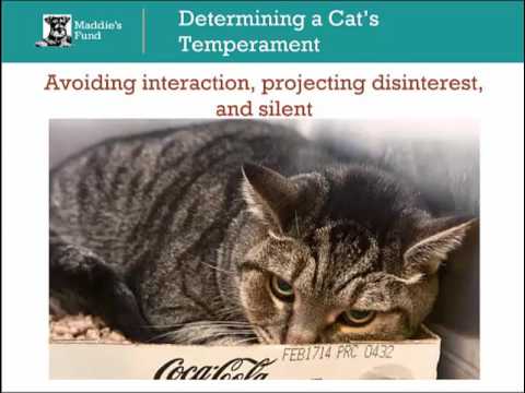 Video: Laukinių kačių genetinės anomalijos