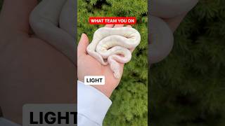 What TEAM Are You On!? DARK OR LIGHT Ball Pythons!?