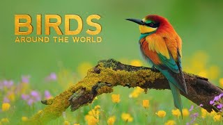 Discover the Beauty of Birds Around The World with Name in 4K