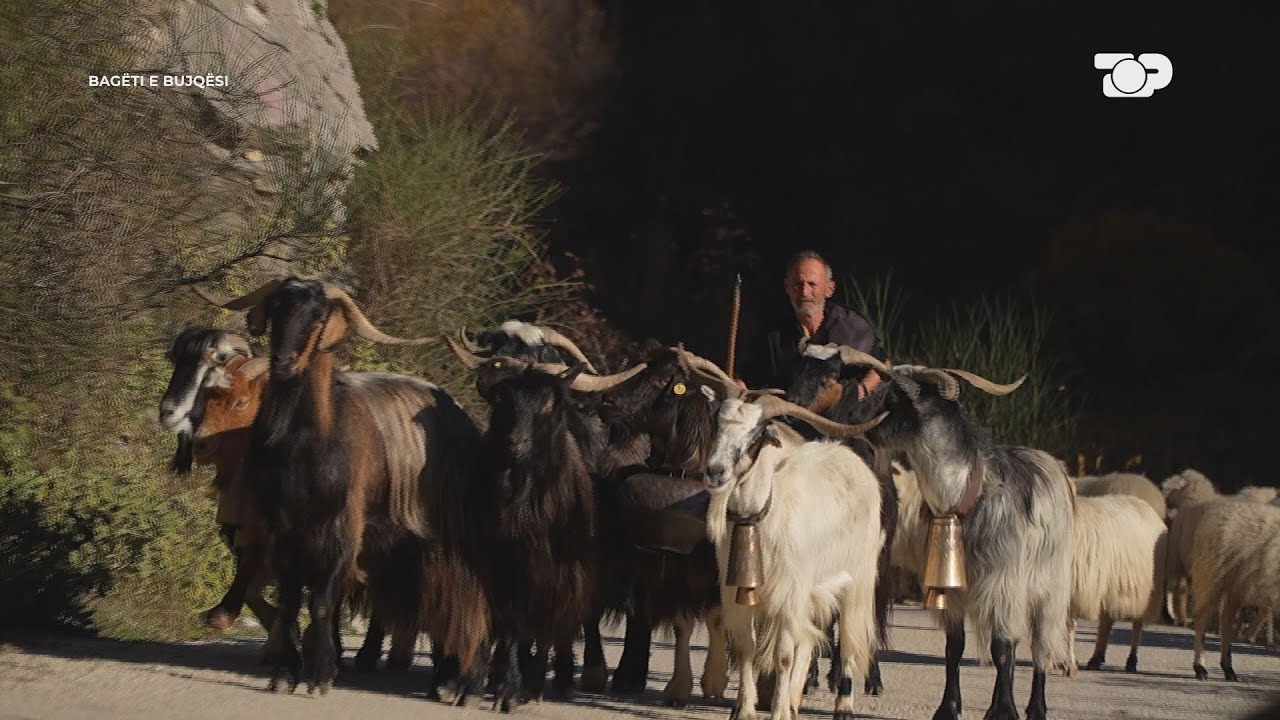 Tridhjetë ditë rrugë në këmbë! MIGRIMI i deleve, pasioni i bariut nga Konispoli-Bagëti e Bujqësi