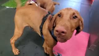 Puppy Party July 28