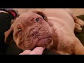 10 week old Dogue de Bordeaux Puppy throws a tantrum, absolutely adorable 😍