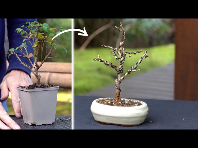 Styling a Fuji cherry Bonsai - YouTube