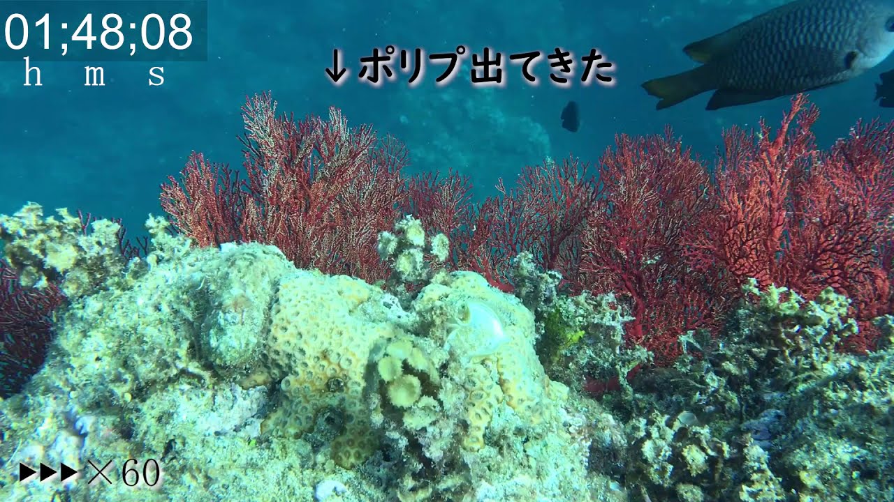 Watch 2 hours of Octocoral in 2 minutes.