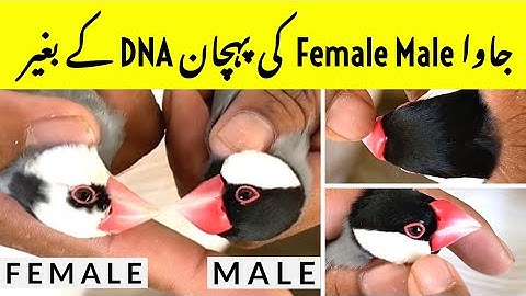 Java Male Female Difference without DNA | Java Male Female Identification | Java Breeding Setup