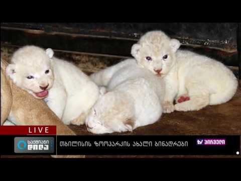 საქმიანი დილა 04.08.2016 - თბილისის ზოოპარკის ახალი ბინადრები