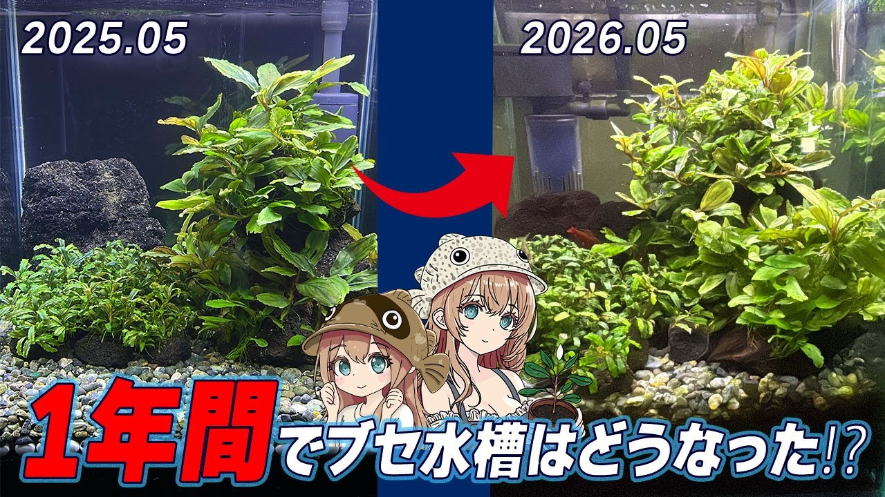 水槽　早い者勝ちです！ 沈殿槽付きブセ水槽立ち上げ後1年間の成長記！ビフォーアフター！ - た
