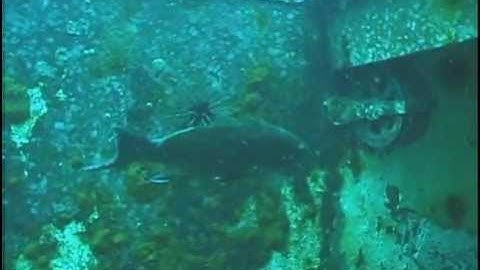 Creating Marine Habitat The Artificial Reef part 1