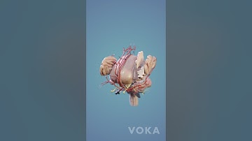 Brain Anatomy 3D Visualization - Neuroanatomy in 3D with VOKA