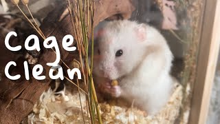 Clean my hamsters cage with me