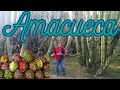 Video de Amacueca
