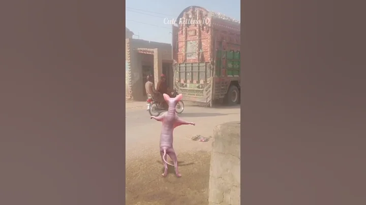 Video 8393311: sphinx cat dancing funny, catlover sphinx, funny cats catlover cartoon