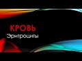 Физиология. Глава 4. Кровь. Эритроциты