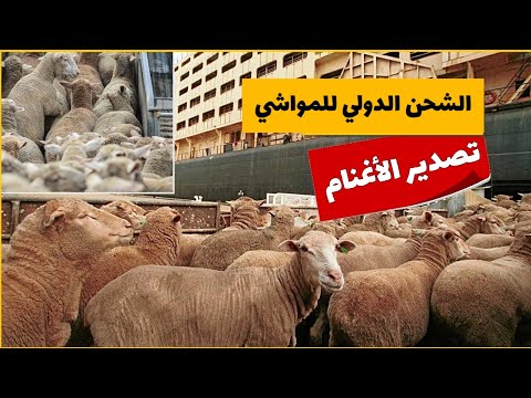 فيديو: كيف تحسب ضريبة الأرض؟ شروط الدفع والفوائد