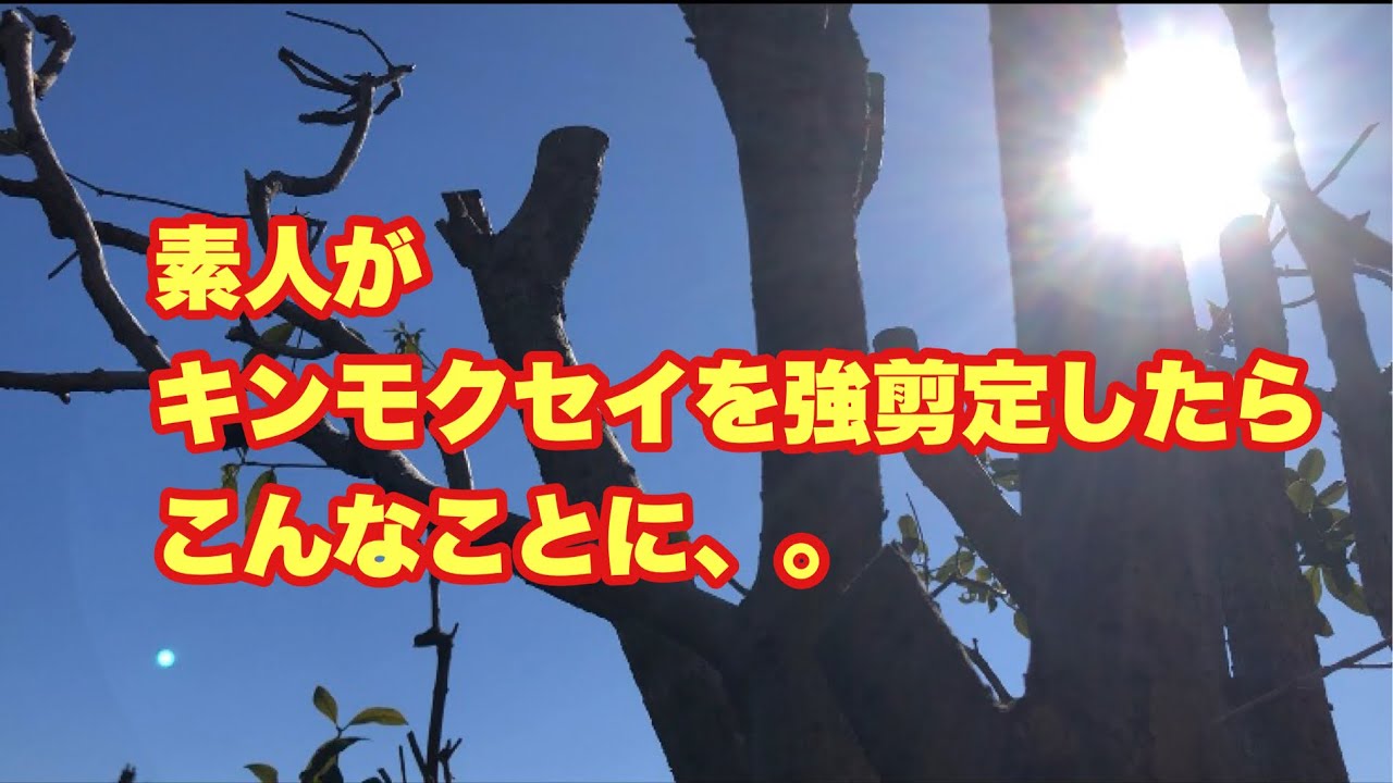 素人 キンモクセイの強剪定をする 何も考えず バッサリ切ってしまった 再掲 21年3月アップした動画 Youtube