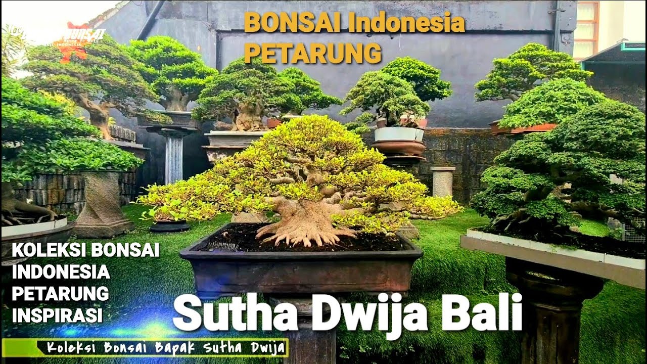 #BONSAI FICUS INDONESIA BUAT  INSPIRASI KOLEKSI BAPAK SUTHA DWIJA SIBANG BADUNG