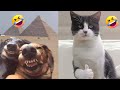 Funny animals  cats and dogs compilation 2023 4 funnyanimals funpet