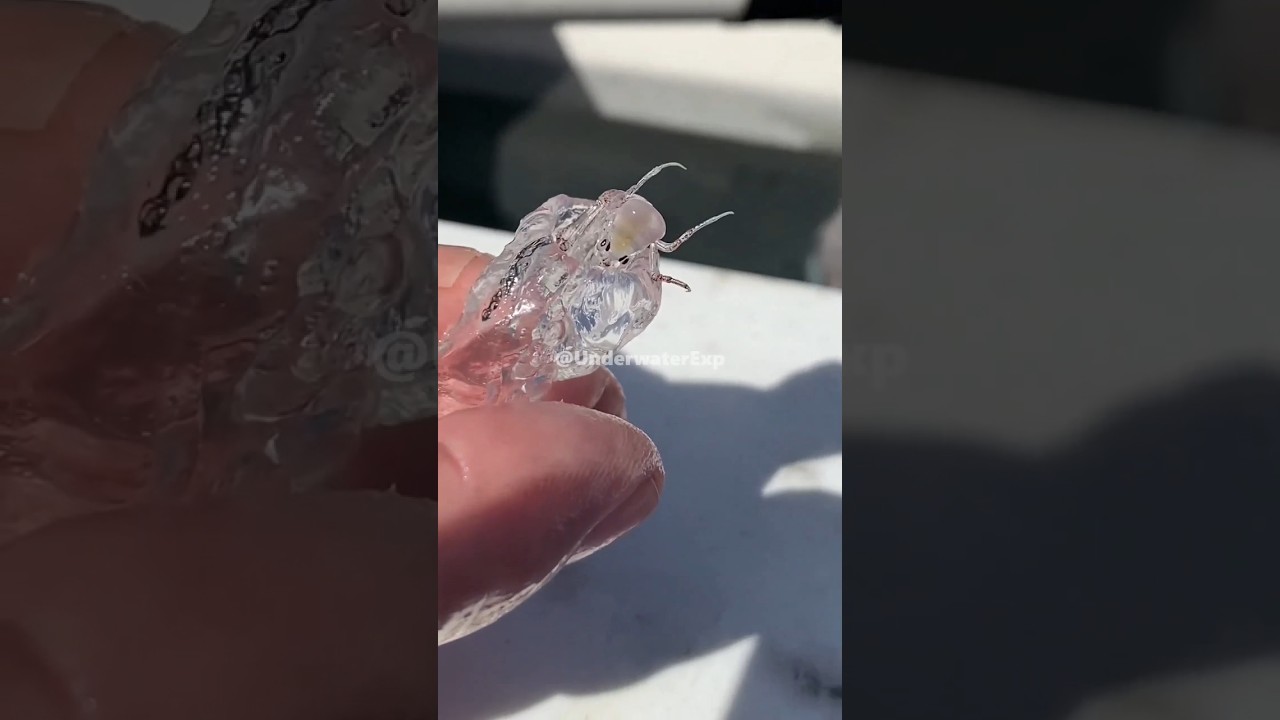 Phronima The Real-life Inspiration for the Alien Movie 