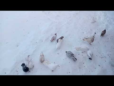 Голуби Муслима, друга