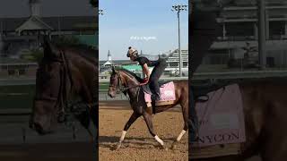 Celebrity Nycon is already an icon in our books and now she's running in the Kentucky Oaks! #filly #horsegirl Profile