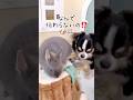 うさぎと犬の片思いにママが一喝　#shorts #うさぎ #犬　#rabbit