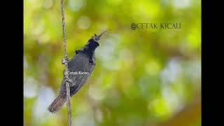 Masteran Burung Cendrawasih Paruh Sabit - tembakan ak47