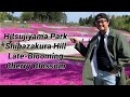 Hitsujiyama Park Shibazakura Hill | Late-Blooming Cherry Blossom of Japan | Chichibu, Saitama