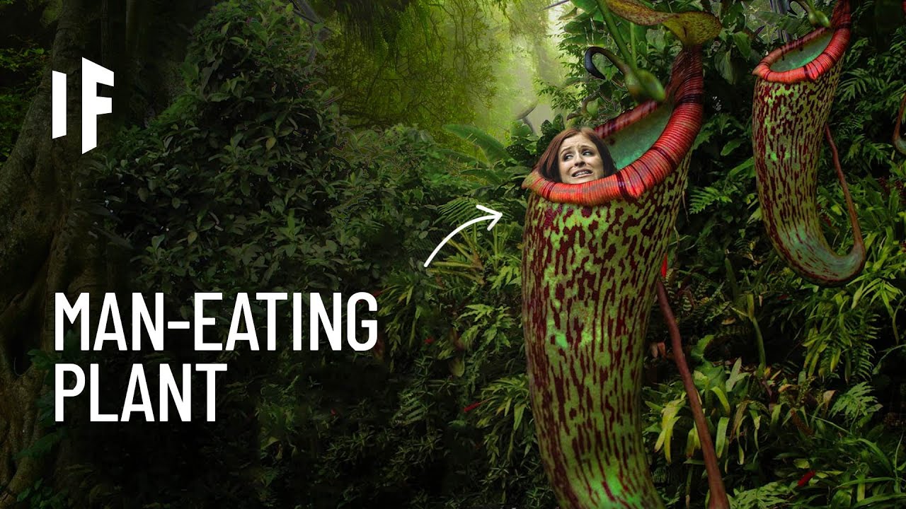 Download What If You Were Trapped in a Meat-Eating Plant?