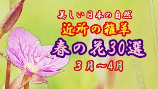 【美しい日本の自然】近所の雑草・春の花30選(３月～4月)
