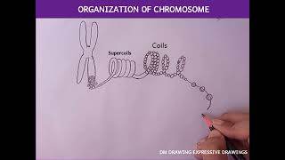 How to draw organization of chromosome | how to draw structure of chromosome |chromatin organization How to draw organization of chromosome | how to draw structure of chromosome |chromatin organization