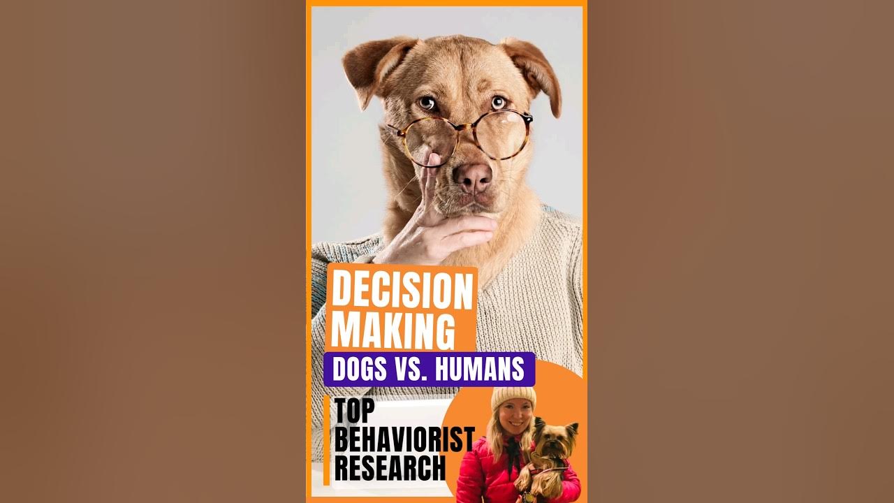 How Do Dogs Make Decisions Compared To Humans YouTube how-do-dogs-make-decisions-compared-to-humans-youtube