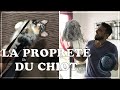 Apprendre la propret  son chiot