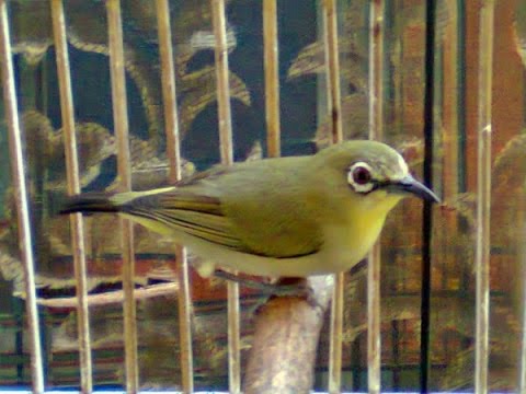 Suara burung pleci untuk memancing