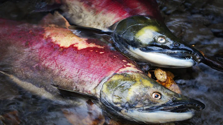 How Salmon Evolved to Die After Spawning - DayDayNews