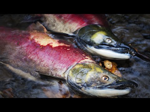 How Salmon Evolved to Die After Spawning