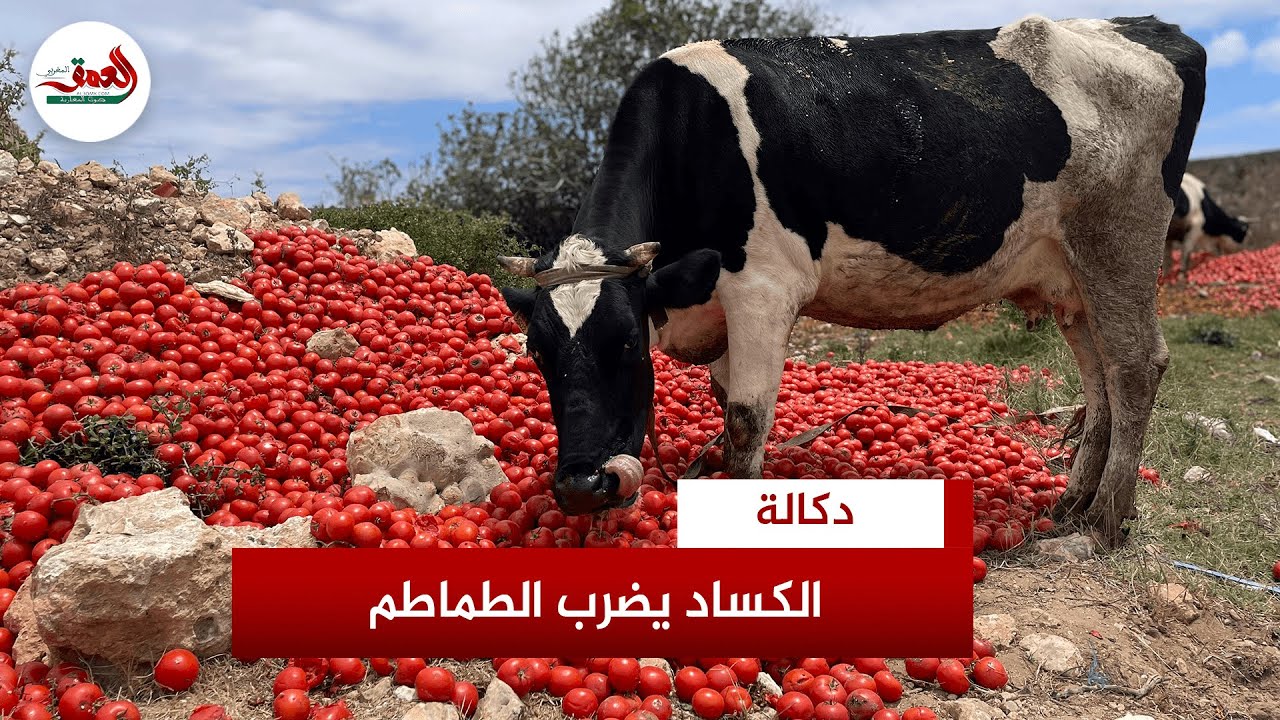 رغم غلائها في بعض الأسواق.. الكساد يضرب 