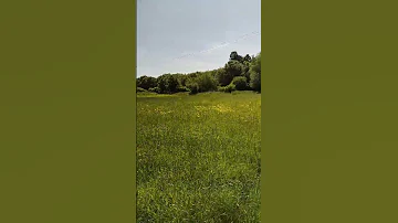 Another Lovely view of the #riverside #meadows near Sturminster Newton#trees #field #walk #nature