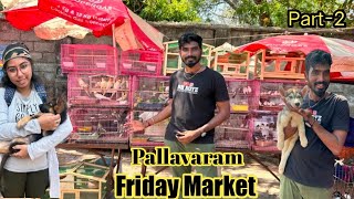 PETS MARKET | Pallavaram sandhai | Different types of pets #market