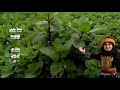 أوبريت يا غارس الريحان