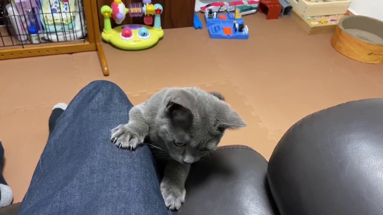 猫 ブリティッシュショートヘア 生後 4ヶ月 Youtube 猫 ブリティッシュショートヘア 生後 4ヶ月 Youtube