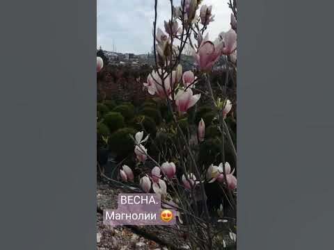 Магнолия цветёт в Турции весной. Ботанический сад города Ялова.🥰 - YouTube