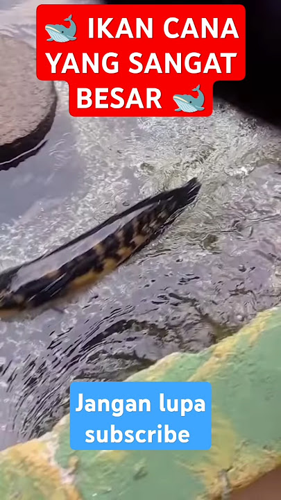 Ikan cana sangat besar #ikancana #ikancanabesar #gabusbesar #sahabatbermain