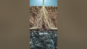 Learn the various factors that affect the way plant roots grow 🌱 #agphd #agriculture #tvshow