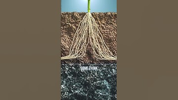 Learn the various factors that affect the way plant roots grow 🌱 #agphd #agriculture #tvshow