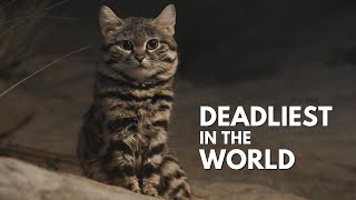 The Black-footed Cat: Deadliest Cat in The World