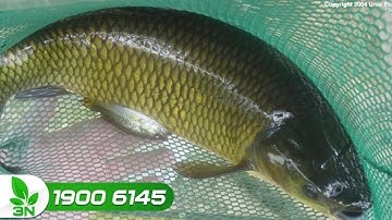 Nguyên nhân cá trắm cỏ chết thân đen, ao váng xanh | VTC16