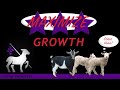 Maximizing Growth in Sheep and Goats!  Learn Here First!
